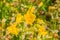 Close up of Seep monkey flower Mimulus guttatus blooming on North Table Mountain Ecological Reserve, Oroville, California