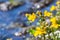 Close up of Seep monkey flower Mimulus guttatus blooming in North Table Mountain Ecological Reserve, Oroville, California