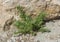 Close-up of the seepweed, Suaeda spicata