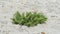 Close-up of the seepweed, Suaeda spicata