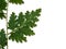 Close up Selaginella kraussiana fern leaf on white background