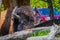 Close up of selecti8ve focus of beautiful but dangerous American Bison Buffalo inside the forest in Yellowstone National