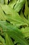 Close up on selection of fresh bay leaf, laurel, Laurus nobilis leaves as a texture