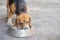 Close up and selective background of hungry beagle dog which is eating his breakfast outside the house under the daylight with