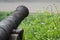 Close up ,Selective focus ,The ancient cannon and flowers.