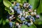 Close up, selective focus of blueberries ripe and ready to be picked