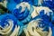 Close up of selective focus of bunch of bicolor flowers with color white and blue, some are genetically improved or