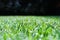 Close up and Selective focus of fresh green grass lawn in the garden with dark background