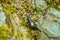 Close up selective focus. A huge snail crawling on a wet stone slope covered with colored lichen. Relict forest on the slopes of