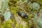 Close up selective focus. A huge snail crawling on a wet stone slope covered with colored lichen. Relict forest on the slopes of