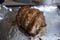 Close up, selective focus on a juicy, pork chashu roast resting on tin foil after being cooked