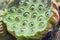 Close up selective focus of lotus seeds and lotus shower. Lotus seeds are edible kernels of the lotus plant. Nutritious healthy