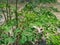 Close Up and Selective Focus of Moringa Leaves on Its Tree Known As Daun Kelor in Indonesian