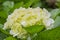 Close up and selective focus photo of hydrangea or hortensia