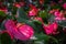 Close up selective focus pink anthurium flowers  tailflower, flamingo flower, laceleaf  with green leaves. Beautiful vibrant