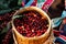 Close up and selective focus raw cherry coffee beans in basket on holding hand karen farmers female