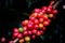 Close up and selective focus Raw red coffee cherries on coffea tree branch