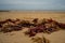 Close up and selective focus on red seaweed washed up on a sandy beach on the North Norfolk coast