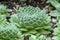 Close-up of an sempervivum icicle in garden