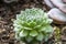 Close-up of an sempervivum icicle plant in garden