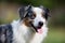 Close-up of senior border collie dog