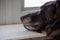 Close up of senior chocolate labrador retriever and his gray muzzle