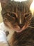 Close up | Senior Diabetic Male Tabby Cat Resting
