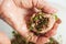 Close up of a senior woman hands filling a kibbeh