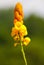 Close up of senna alata, a medicinal tree, also known as emperor`s candlesticks on tropical island Ko Lanta.