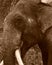 A close up sepia image of a Male Asian Elephant.