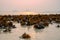 Close up of Serene Seashore with Vibrant Beach