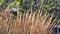 Close-Up Serenity: Calamagrostis acutiflora in Gentle Breeze