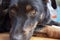 Close up of a serious black dog with beautiful orange eyes and a smart look. Close-up portrait