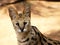 Close-Up of Serval African Wild Cat