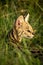 Close-up of serval looking round in grass