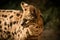 Close up of a serval wild cat