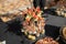 The close up of a set of canapes and snack at a banquet with black table