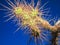 Close up of a set of thorns of a cactus with a deep blue sky background