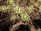 Close up of a set of thorns of a cactus on a piece of metal