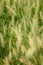 Close up of Setaria Viridis Grass.