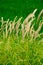 Close up of Setaria Viridis plants.