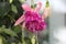 Close up of Seventh Heaven Fuchsia flowers and buds