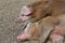 Close up of several adult hogs sleeping on gravel