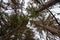 Close-up of several coniferous trees of pines.