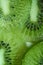 Close-up of several cut kiwis