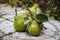 Close-up of several freshly picked green pears with leaves, outdoors and plant background, selective focus