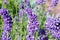 Close-up of several inflorescences of lavender Lavandula angustifolia on green-purple blurred background.
