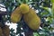 Close-up of several jackfruits