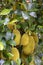 Close-up of several jackfruits Artocarpus heterophyllus