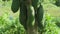 Close up of a several long Papayas on a papaya stem